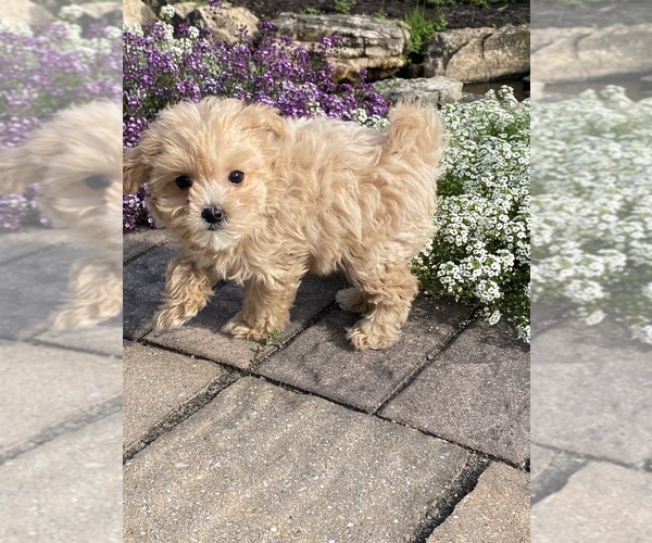 Medium Photo #3 Maltipoo Puppy For Sale in CANOGA, NY, USA