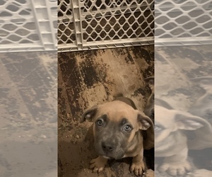 Cane Corso Puppy for sale in CHICAGO, IL, USA