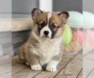 Pembroke Welsh Corgi Puppy for sale in MOVILLE, IA, USA