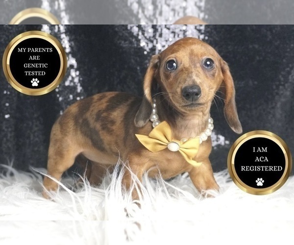 Medium Photo #7 Dachshund Puppy For Sale in WARSAW, IN, USA