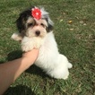 View Ad: Havanese Puppy for Sale near Texas, HOUSTON, USA ...