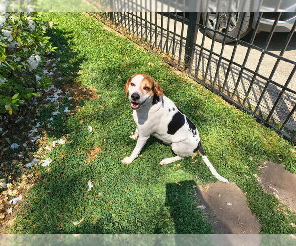 Medium Photo #3 Mutt Puppy For Sale in Mooresville, NC, USA