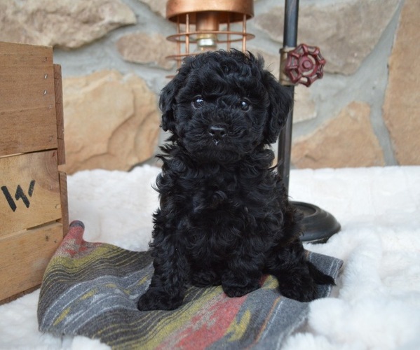 Medium Photo #6 Shih-Poo Puppy For Sale in HONEY BROOK, PA, USA