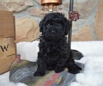 Small Photo #6 Shih-Poo Puppy For Sale in HONEY BROOK, PA, USA