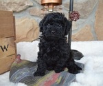 Small #5 Shih-Poo