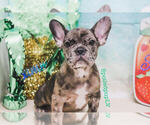 Puppy 2 French Bulldog