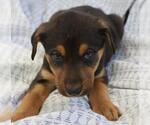 Miri - Male Mutt Dog for Adoption - Small photo