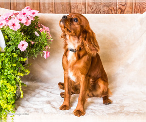 Cavalier King Charles Spaniel Puppy for sale in WAKARUSA, IN, USA