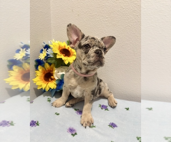Medium Photo #1 French Bulldog Puppy For Sale in VALRICO, FL, USA