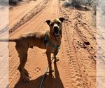 Small Photo #248 Mutt Puppy For Sale in Kanab, UT, USA