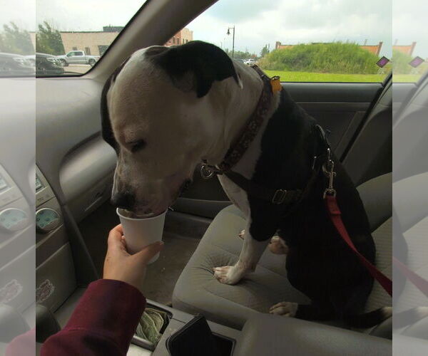 Medium Photo #14 American Pit Bull Terrier-Unknown Mix Puppy For Sale in Fargo, ND, USA