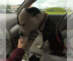 Small #13 American Pit Bull Terrier Mix