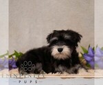 Small #1 Schnauzer (Miniature)