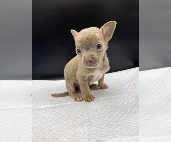 Medium Photo #6 Chihuahua Puppy For Sale in SAINT AUGUSTINE, FL, USA