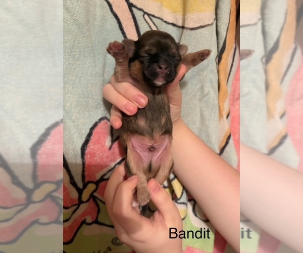 Medium Photo #1 Shih Apso Puppy For Sale in SCOTTSDALE, AZ, USA