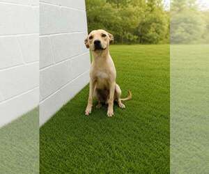 Labrador Retriever-Unknown Mix Dogs for adoption in Oakhurst, NJ, USA