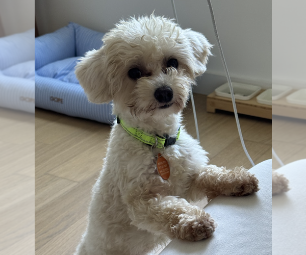 Medium Photo #2 Poodle (Miniature) Puppy For Sale in Brooklyn, NY, USA