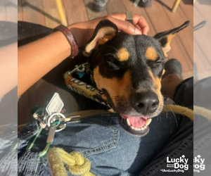 Hefty - Male Miniature Pinscher-Unknown Mix Dog for Adoption - Photo #4