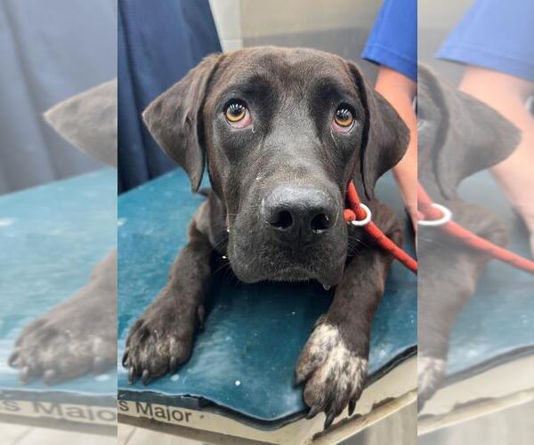 Medium Photo #1 German Shorthaired Pointer-Unknown Mix Puppy For Sale in Mobile, AL, USA