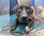 Small German Shorthaired Pointer Mix