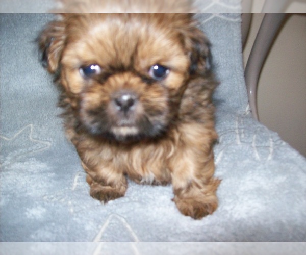 Medium Photo #5 Shih Tzu Puppy For Sale in S ZANESVILLE, OH, USA