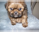 Small #4 Shih Tzu