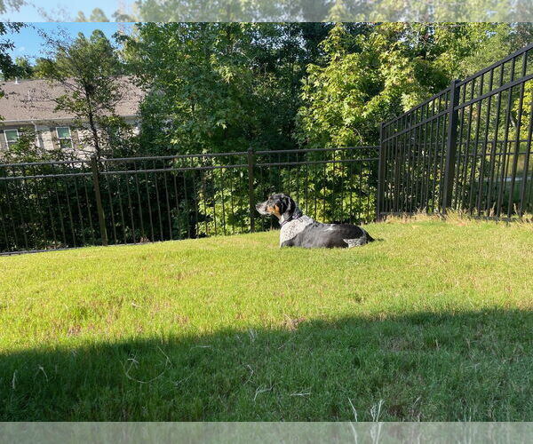 Medium Photo #4 Bluetick Coonhound Puppy For Sale in Holly Springs, NC, USA
