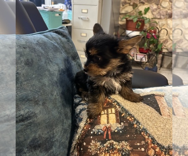 Medium Photo #24 Yorkshire Terrier Puppy For Sale in BRIDGETON, NJ, USA