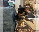 Small Photo #24 Yorkshire Terrier Puppy For Sale in BRIDGETON, NJ, USA