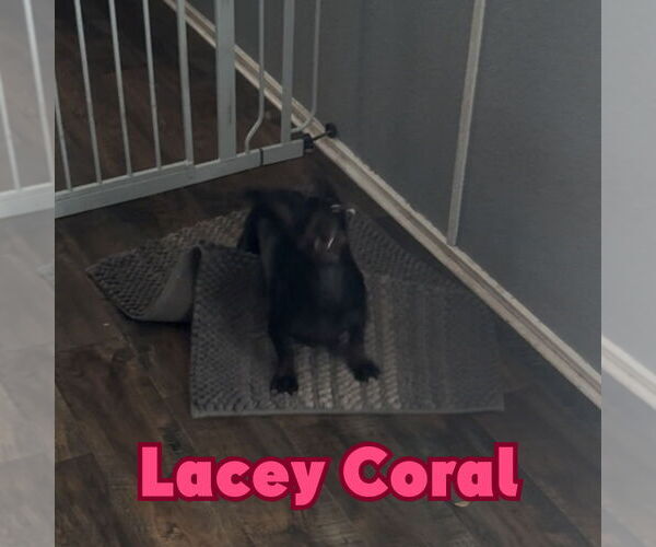 Medium Photo #9 Dachshund Puppy For Sale in San Antonio, TX, USA