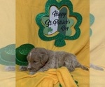 Small Photo #10 English Cream Golden Retriever-Poodle (Standard) Mix Puppy For Sale in DEARBORN, MO, USA