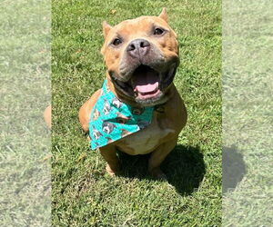 American Staffordshire Terrier-Bulldog Mix Dogs for adoption in Redlands, CA, USA