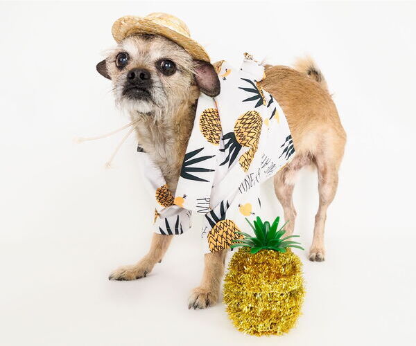 Medium Photo #10 Mutt Puppy For Sale in phoenix, AZ, USA