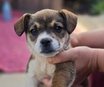 Small Photo #18 Augi Puppy For Sale in MEADOWS OF DAN, VA, USA