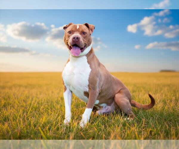Medium Photo #2 American Staffordshire Terrier-Unknown Mix Puppy For Sale in Tavares, FL, USA