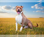 Small #1 American Staffordshire Terrier Mix