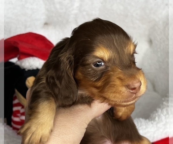 Medium Photo #6 Dachshund Puppy For Sale in MURFREESBORO, TN, USA