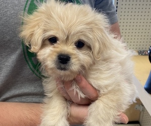 Peke-A-Poo Puppy for sale in NORTHBROOK, IL, USA