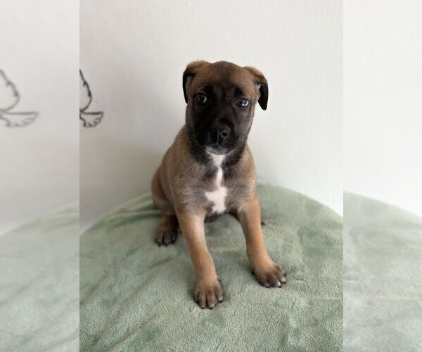 Medium Photo #2 Mutt Puppy For Sale in Studio City, CA, USA