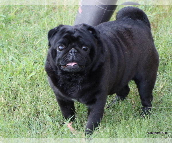 Medium Photo #1 Pug Puppy For Sale in WINNSBORO, TX, USA