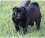 Small Photo #1 Pug Puppy For Sale in WINNSBORO, TX, USA