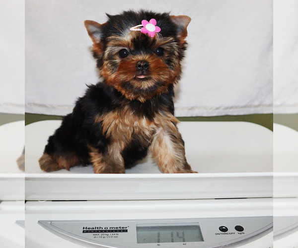 Medium Photo #5 Yorkshire Terrier Puppy For Sale in LOS ANGELES, CA, USA
