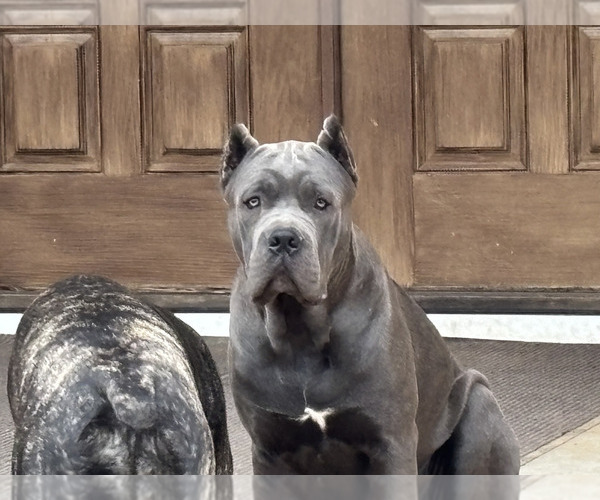 Medium Photo #1 Cane Corso Puppy For Sale in REEVESVILLE, SC, USA