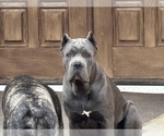 Small Photo #1 Cane Corso Puppy For Sale in REEVESVILLE, SC, USA