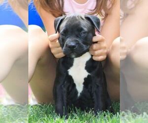 American Pit Bull Terrier Puppy for sale in NEW BEDFORD, MA, USA
