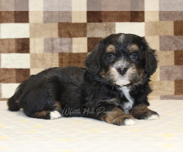 Medium Photo #2 Miniature Bernedoodle Puppy For Sale in DENVER, PA, USA