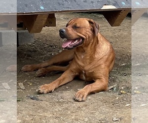 Father of the American Bulldog-Rottweiler Mix puppies born on 02/22/2024