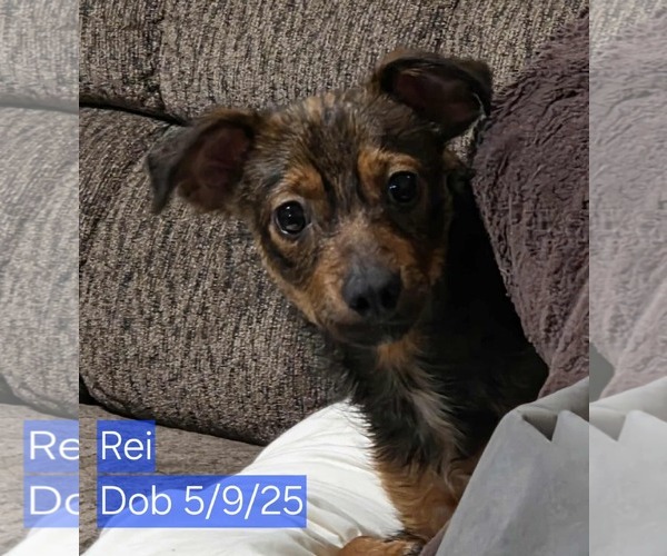 Medium Photo #1 Chiweenie Puppy For Sale in Minneapolis, MN, USA
