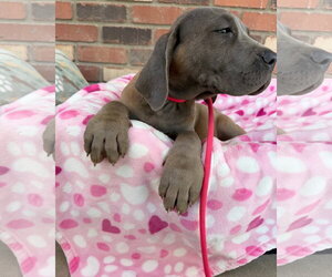 Mutt Dogs for adoption in Goodyear, AZ, USA