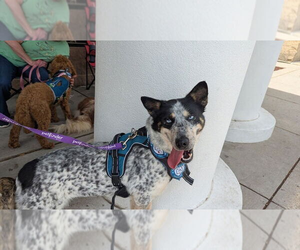 Medium Photo #20 Siberian Husky-Unknown Mix Puppy For Sale in Bethesda, MD, USA